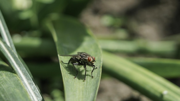 макрофото мухи, сидящей на листе травы