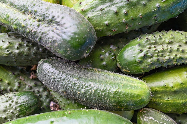 Macro photo food vegetable cucumber. A lot of juicy green cucumbers with pimples.