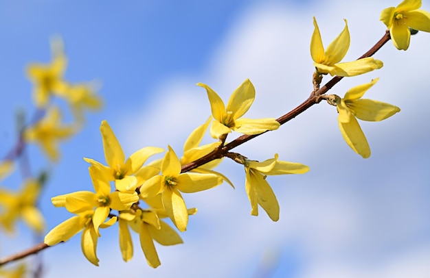Macro photo of forsythia flowers yellow blooming texture on blue sky background flowering forsythia or doodoo mountain bush with selective focus