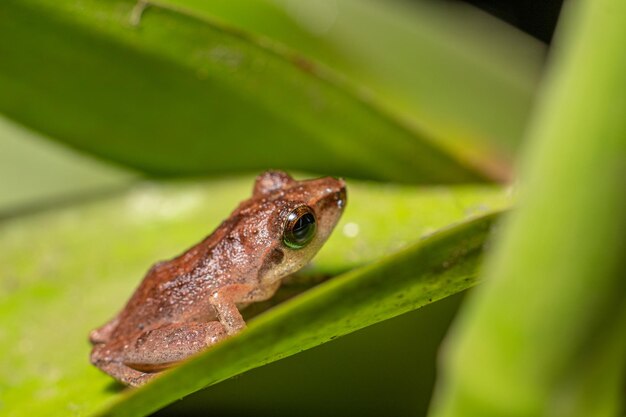 Macro Photo Of Frog On Green Leaf