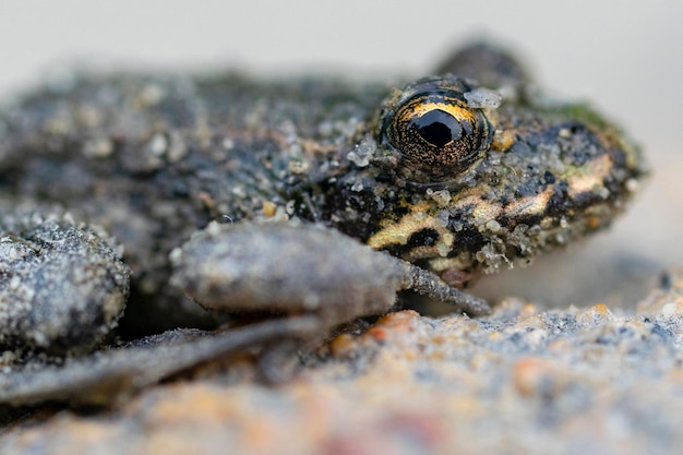 Macro photo frog with the beautiful yellow eyes