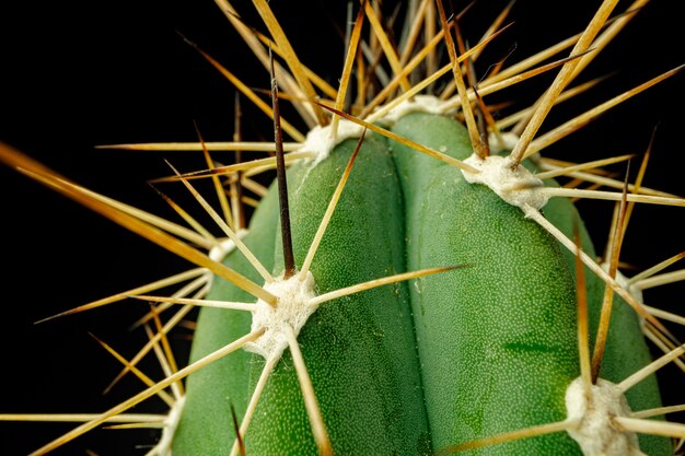 Image of Close-up of person's hand watering spines of cactus