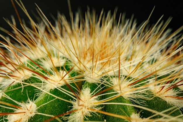 Macro photo of green cactus with sharp spines