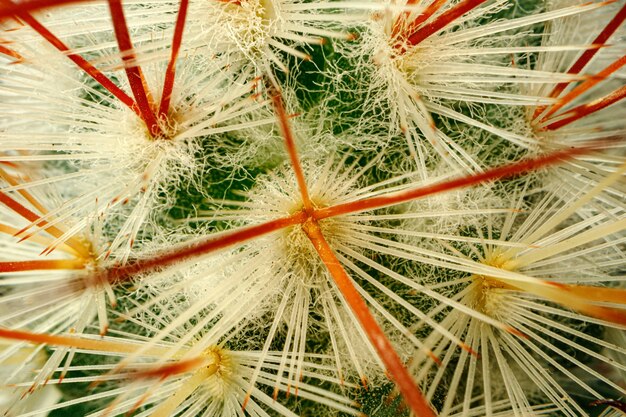 Macro photo of green cactus with sharp spines