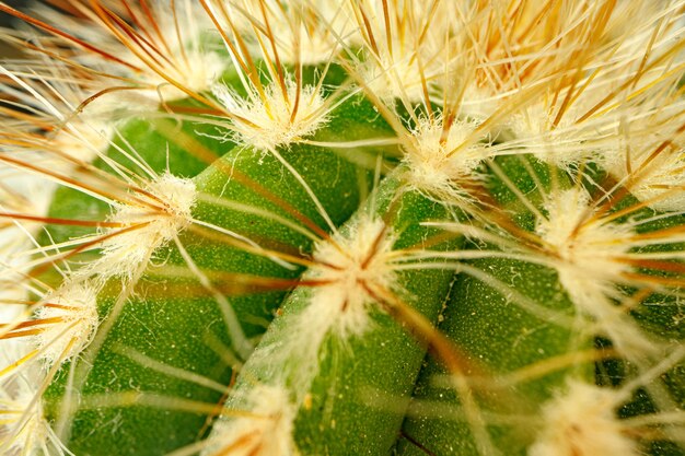 Macro photo of green cactus with spines