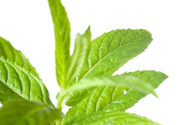 Macro photo of green mint isolated on white