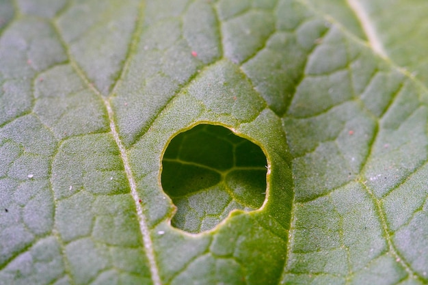 シラミやダニに感染した水耕野菜の葉のマクロ写真