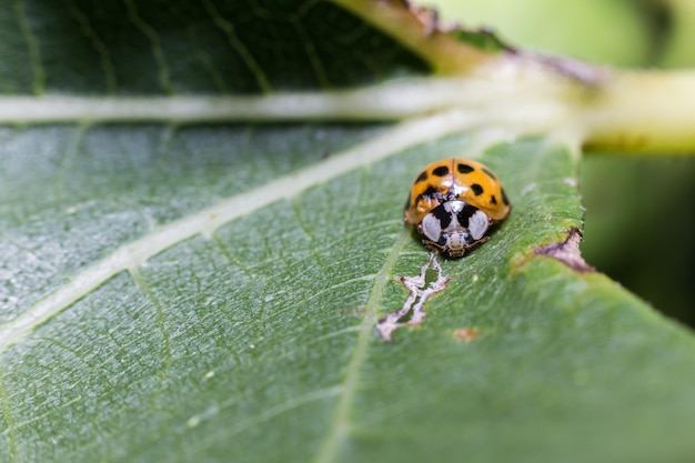 Photo a macro photo of a ladybug on a green leaf in nature outdoors