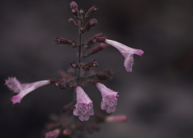 macro photo of a lilac flower on a dark background