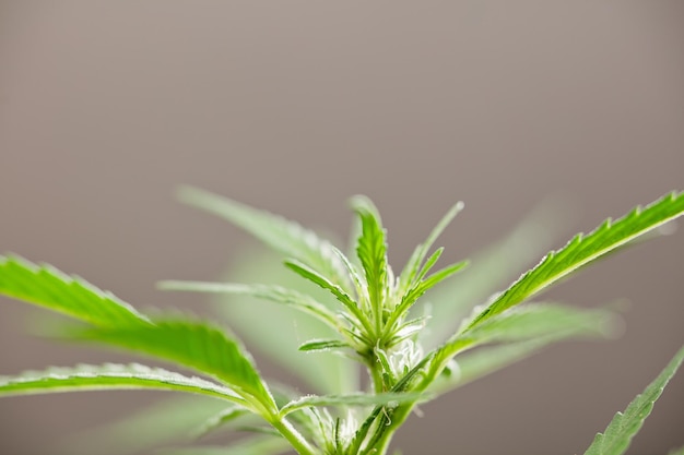 macro photo of marijuana flower with leaves species name wedding cake bloom brown background