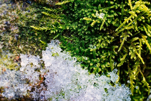 Macro photo of moss covered with ice