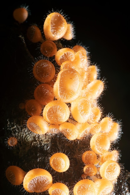 Foto macro funghi nella foresta della thailandia