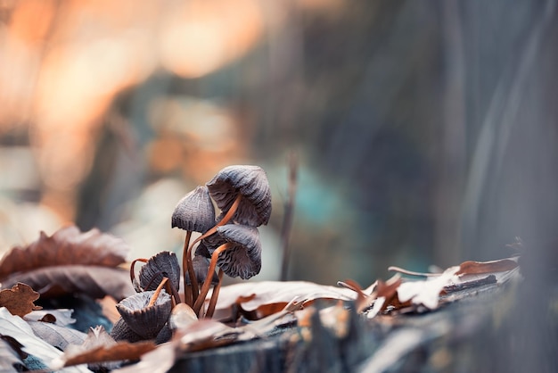 Macro photo of mushrooms