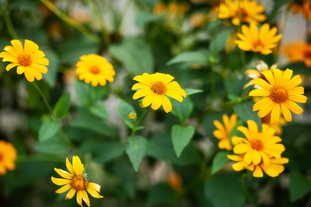 Macro photo nature blooming yellow rudbeckia flowers. Image of a flowering plant rudbeckia, yellow daisies. autumn flowers in the park. Yellow Rudbeckia Fulgida Flowers in the Garden. Nature concept