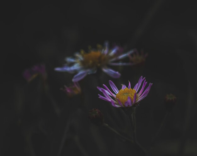 暗い背景にライラックの花のマクロ写真