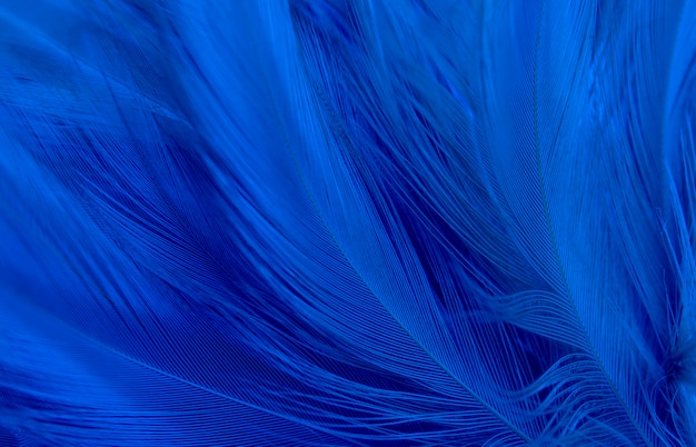 Макро фотография красивых синих темных перьев винтажной текстуры линии