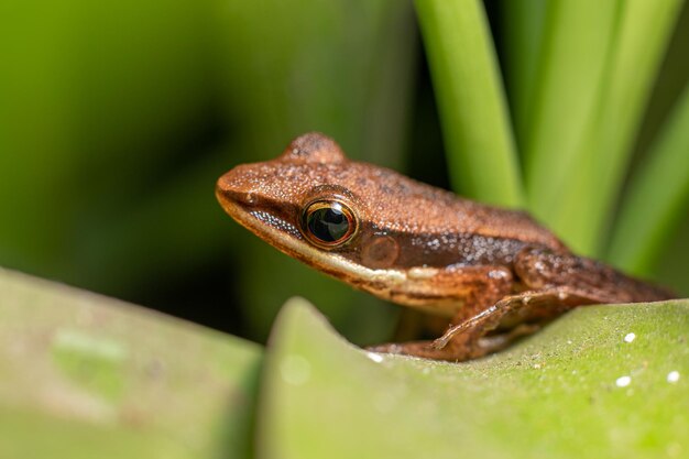 사진 녹색 잎에 개구리의 매크로 사진