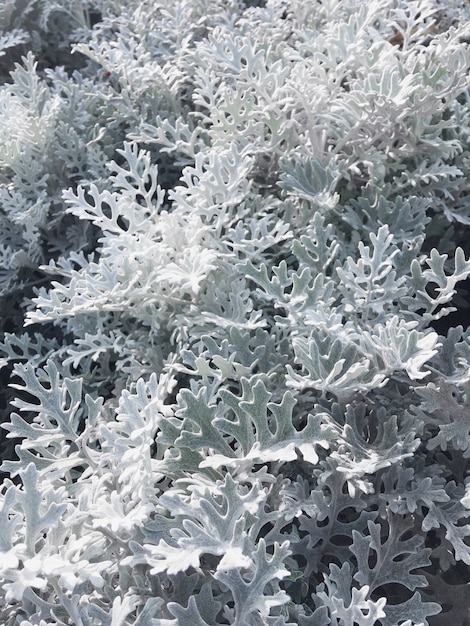 写真 銀のサワギク（以前はsenecio cinerariaまたはjacobaea maritimaとして知られている）のマクロ写真。植物の葉の写真を閉じます。