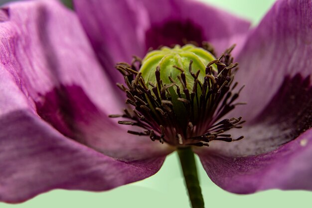 紫のケシの花のマクロ写真。