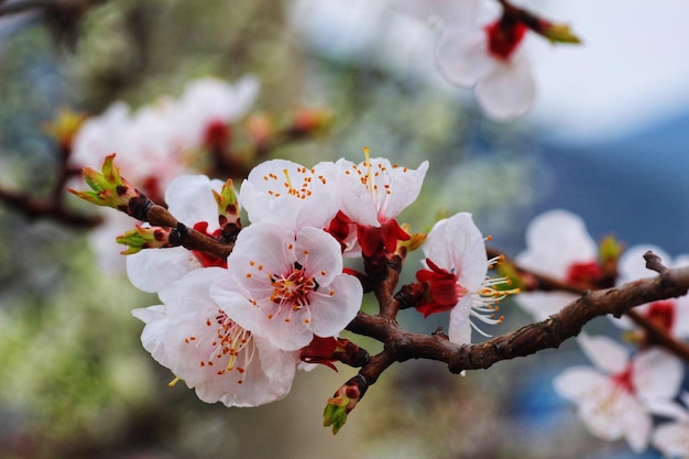 写真 ⁇ いている桜の白い花や ⁇ いている花びらのあるサクラの木のマクロ写真