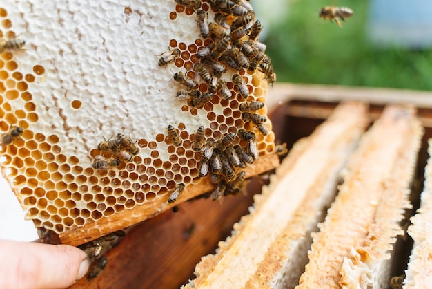 写真 ハニカム養蜂と蜂蜜生産画像で働くミツバチのマクロ写真