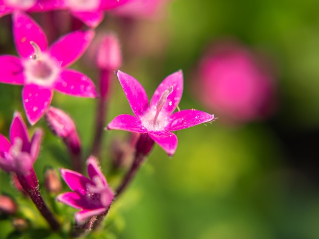 Macro photo. Pink Egyptian starcluster(Starflower) flower and water drops. Green blurred background