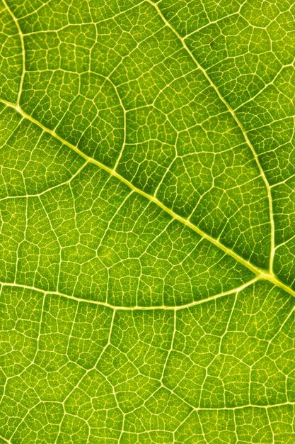 Photo macro photo of a plant leaf