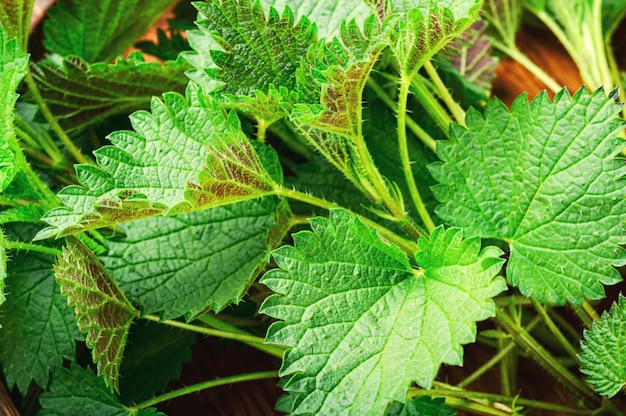 Macro photo of plant nettle