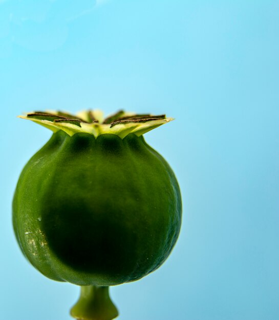 Macro photo of poppy seed box on a blue  .