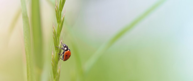 Macro photo of a red ladybug on a leaf