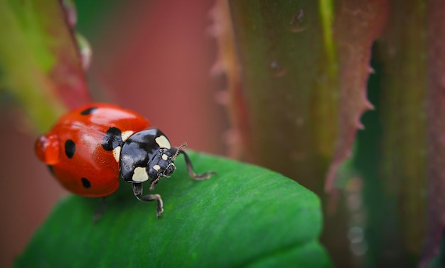 Foto macro di una coccinella rossa con una goccia d'acqua sulle ali che striscia lungo una foglia