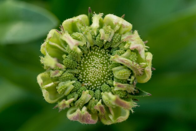 Macro photo of small beautiful green flowers