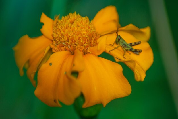 Macro photo of small crickets on small flowers and green blur\
background