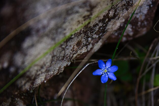 Macro photo of a small purple flower in the forest