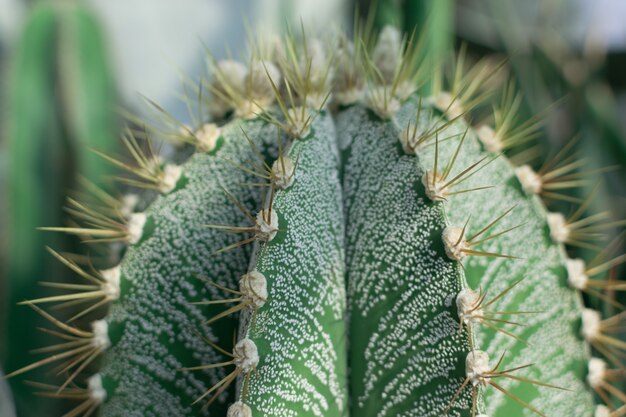 Macro photo of spiky and fluffy cactus, cactaceae or cacti on natural blurred background.