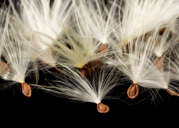 Photo macro photo of swamp milkweed seed pod