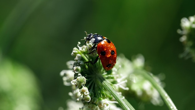 Macro photo wallpaper Red ladybug on a flower in a field with a dew drop