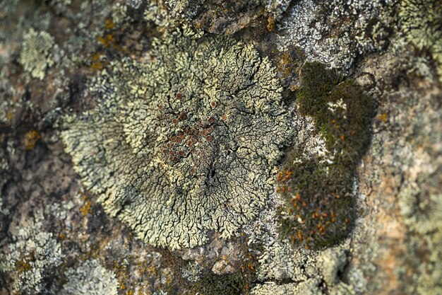 Photo macro photo with lichen abstract pattern on the stone