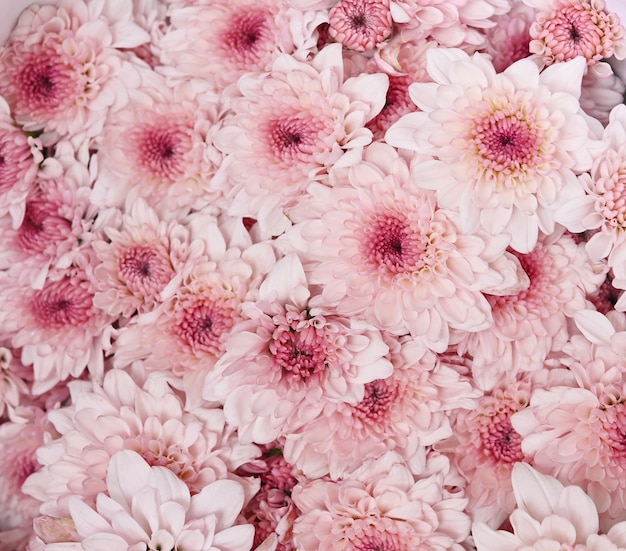 Macro photo with pink chrysanthemums Beautiful bright pink chrysanthemums