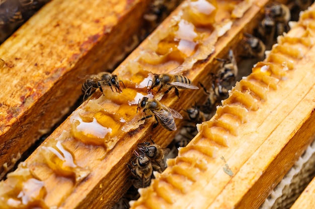 Foto macro di api lavoratrici sui favi. immagine di apicoltura e produzione di miele.