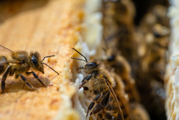 Macro photo of working bees on honeycombs. Beekeeping and honey production image.