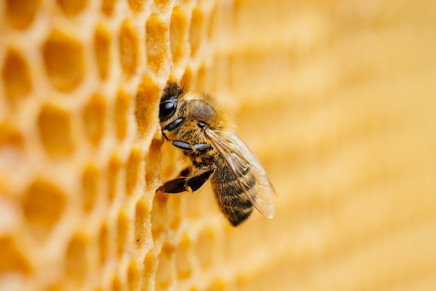 Photo macro photo of working bees on honeycombs. beekeeping and honey production image.