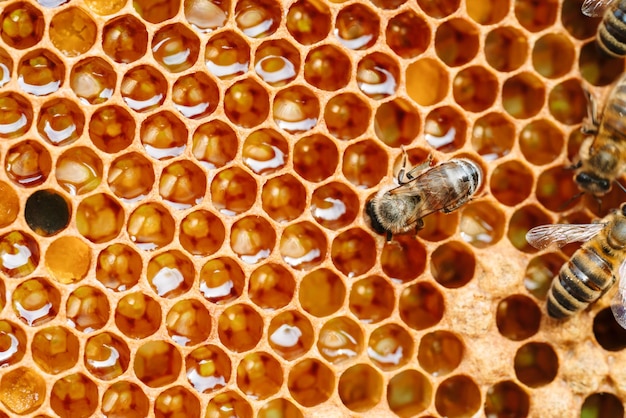 Макро фото рабочих пчел на сотах пчеловодство и изображение производства меда