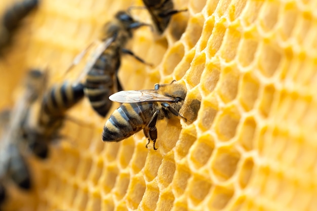 Macro photo of working bees on honeycombs.