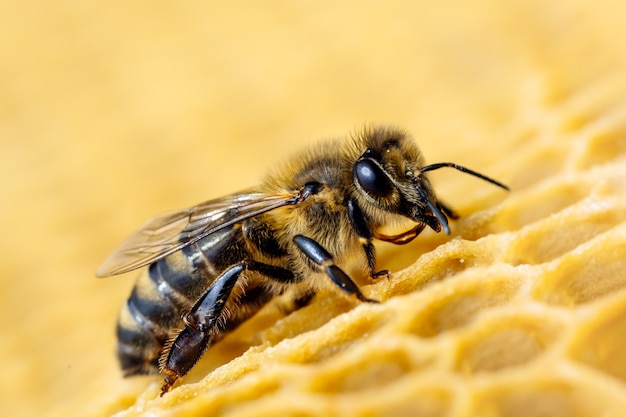 Macro photo of working bees on honeycombs.