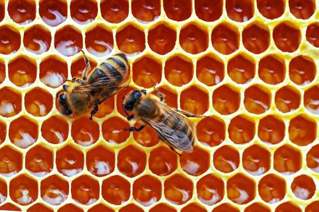 Macro photo of working bees on honeycombs.