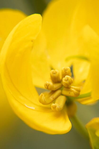 Macro photo of yellow flower