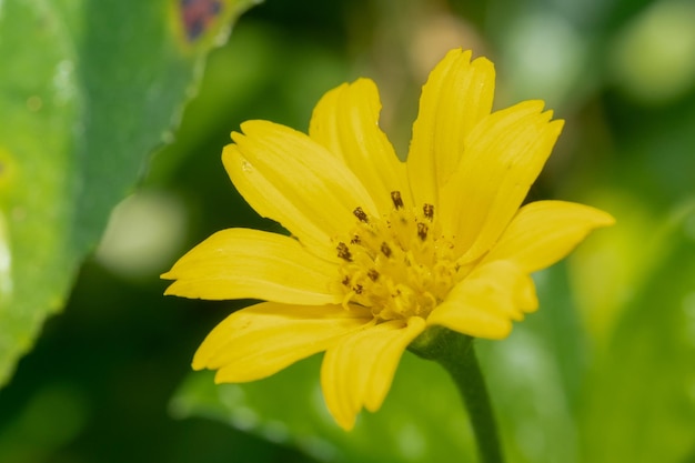 Macro photo of yellow flowers in the wild