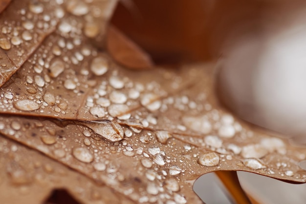 Macro photo of yellow oak leaf in rain water Wet rainy weather in autumn close up of water drops