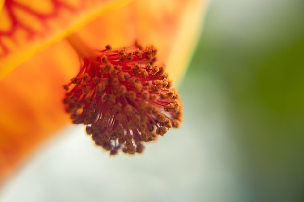 macro photo of yellow and red flower